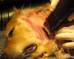 forfængelighed initial årsag Hotspot hos hund: Muligheder for behandling (med billeder og video) – Spørg  Dyrlægen